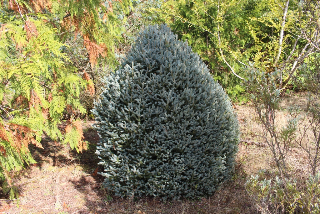 Picea pungens 