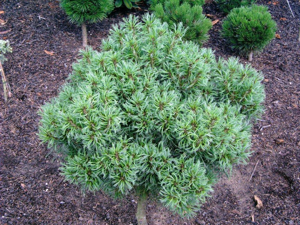 Pinus strobus 