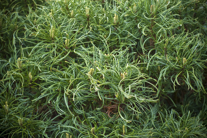 Pinus strobus 