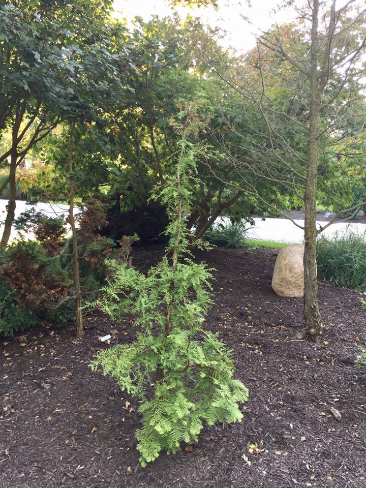 Metasequoia glyptostroboides 