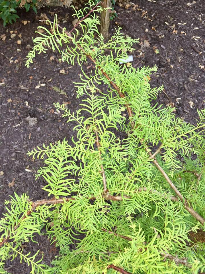 Metasequoia glyptostroboides 