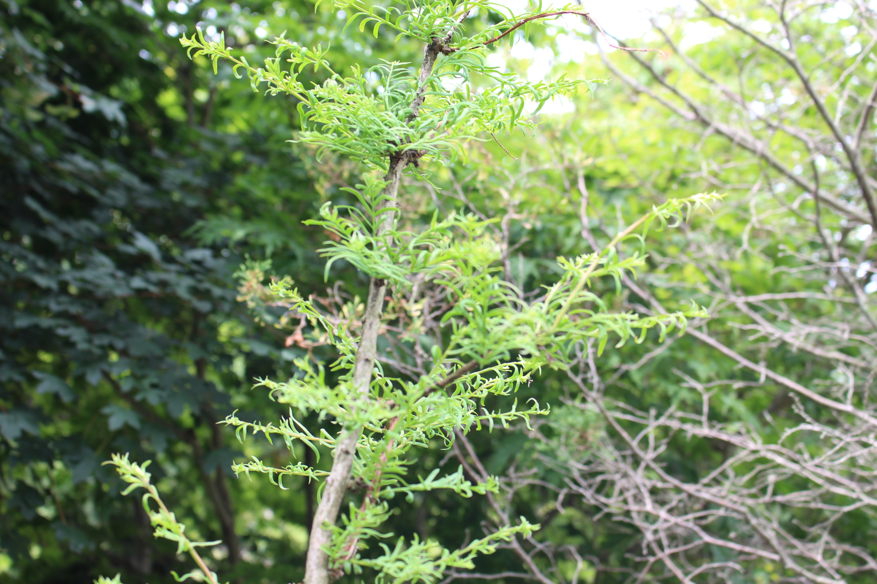 Metasequoia glyptostroboides 
