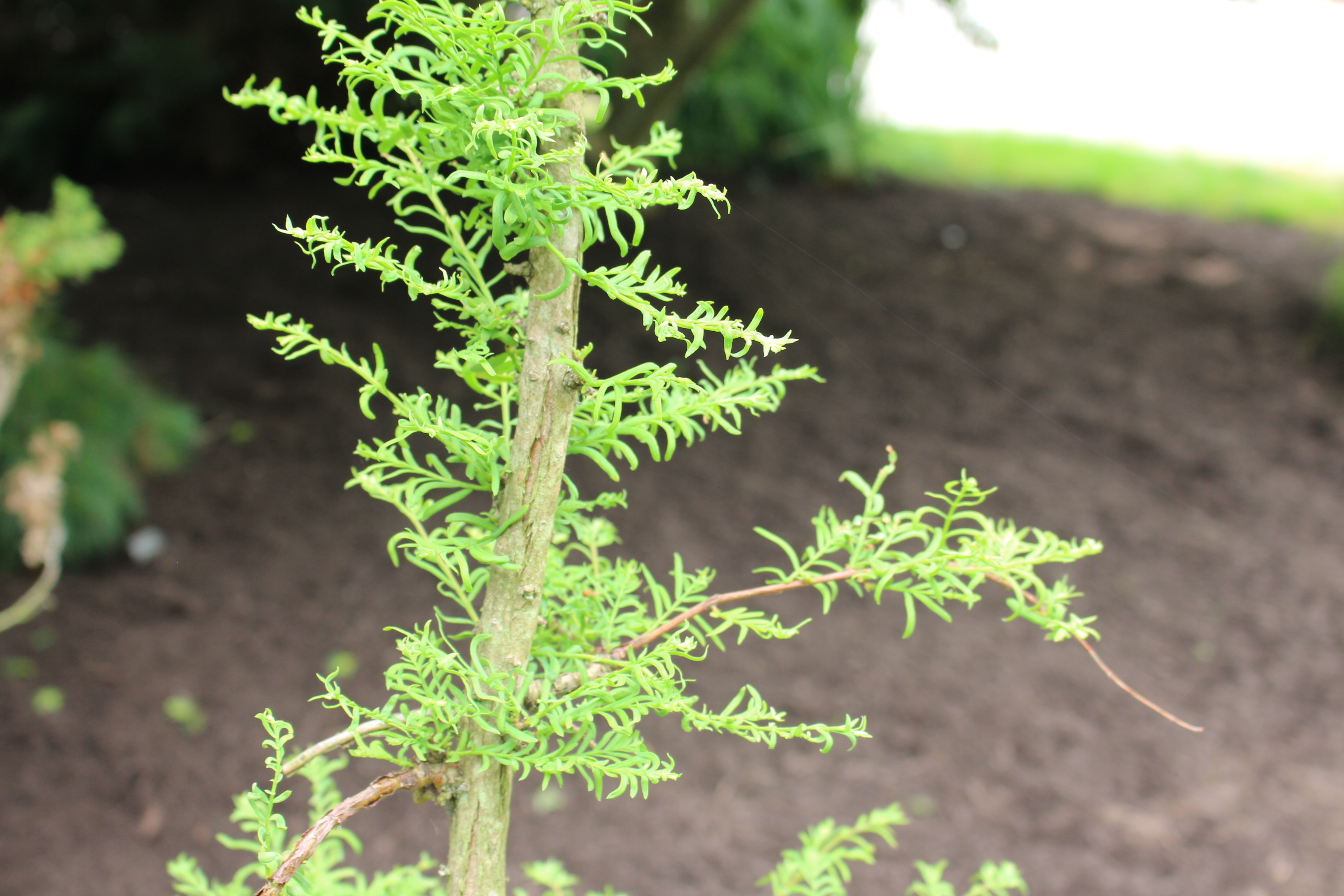 Metasequoia glyptostroboides 