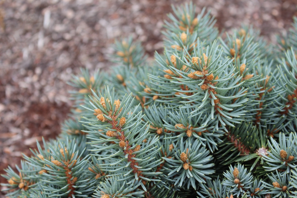 Picea pungens 