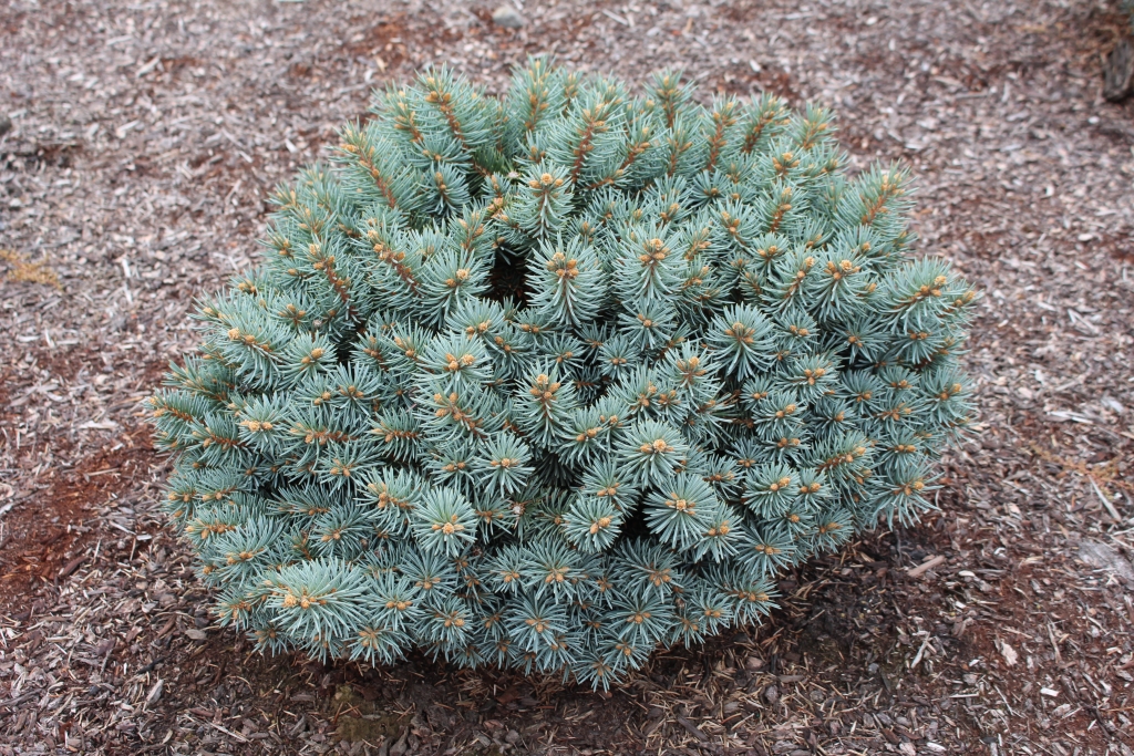 Picea pungens 