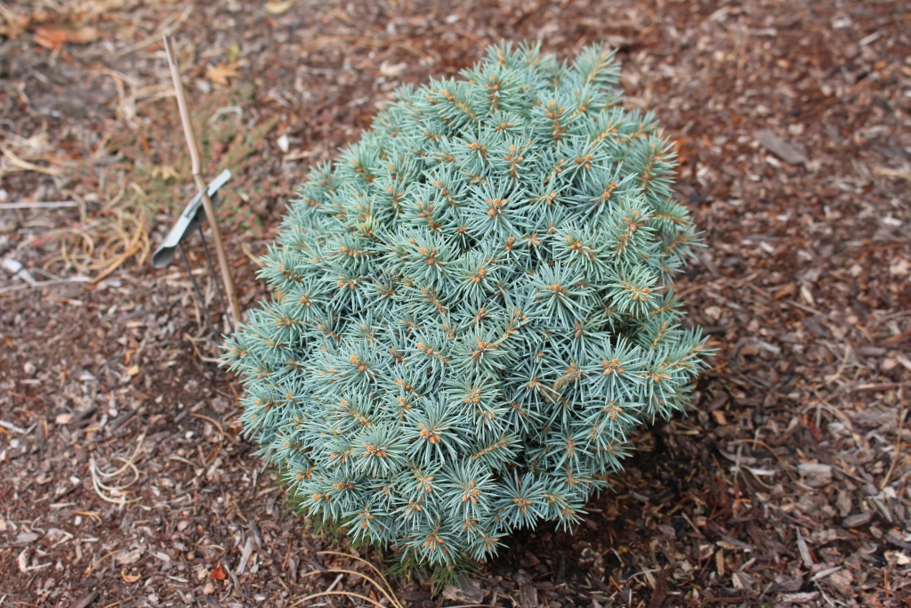Picea pungens 