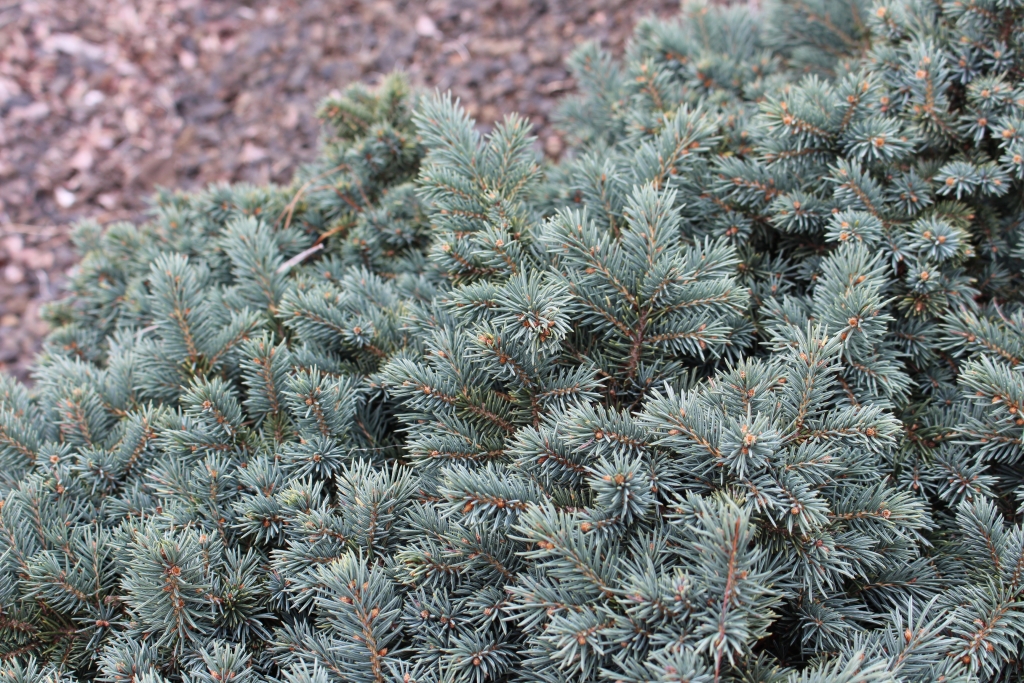 Picea pungens 