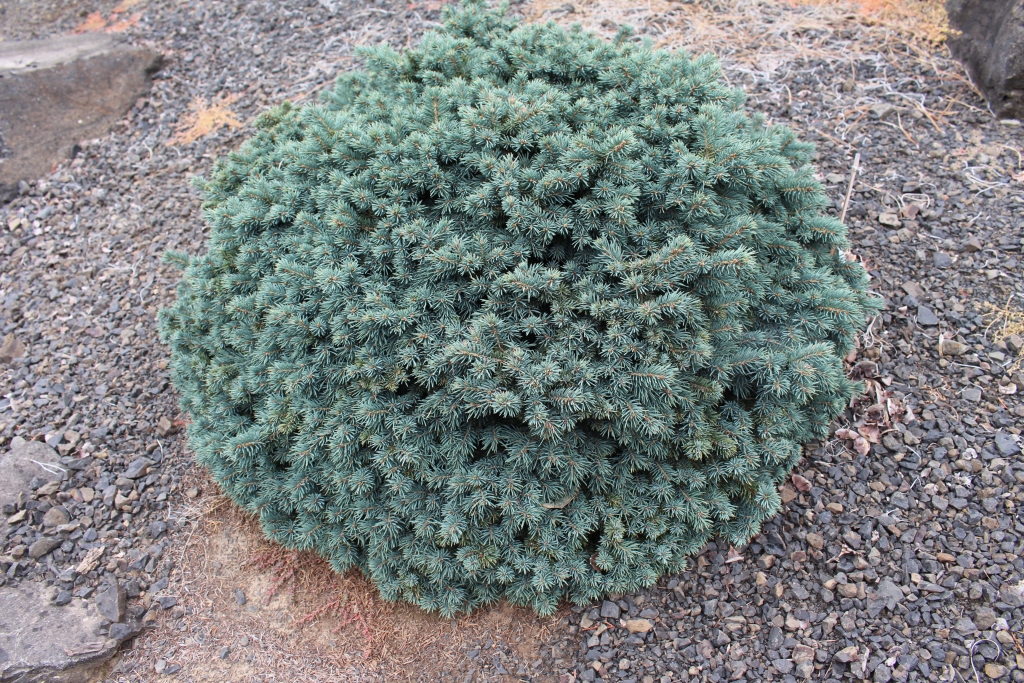 Picea pungens 