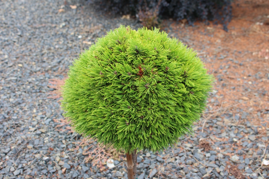Pinus heldreichii 
