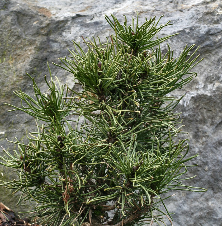 Pinus heldreichii 