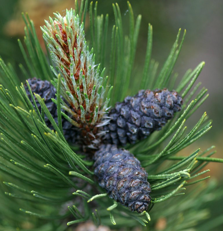Pinus heldreichii 