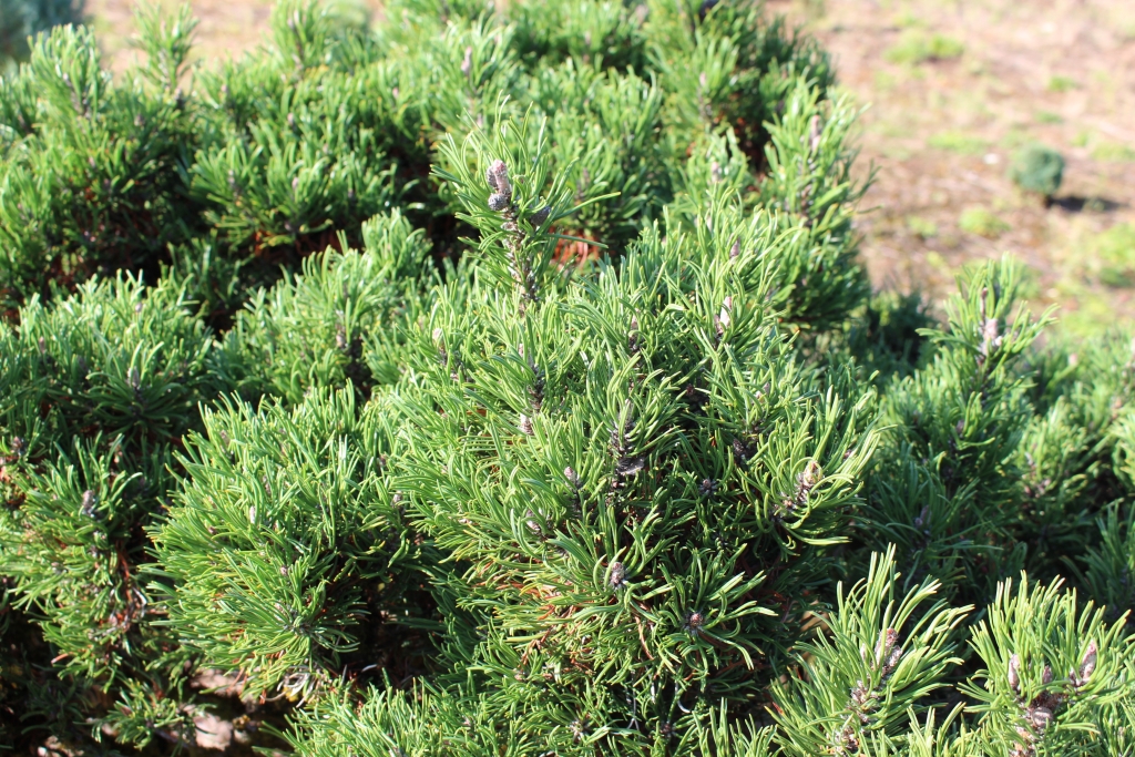 Pinus mugo 