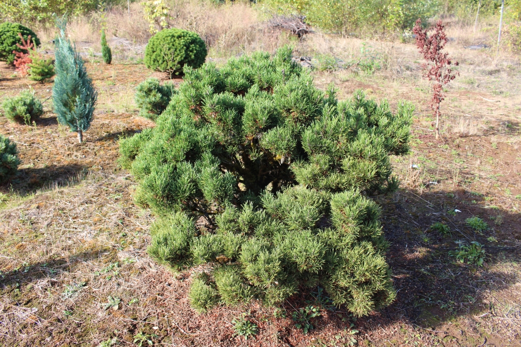 Pinus mugo 
