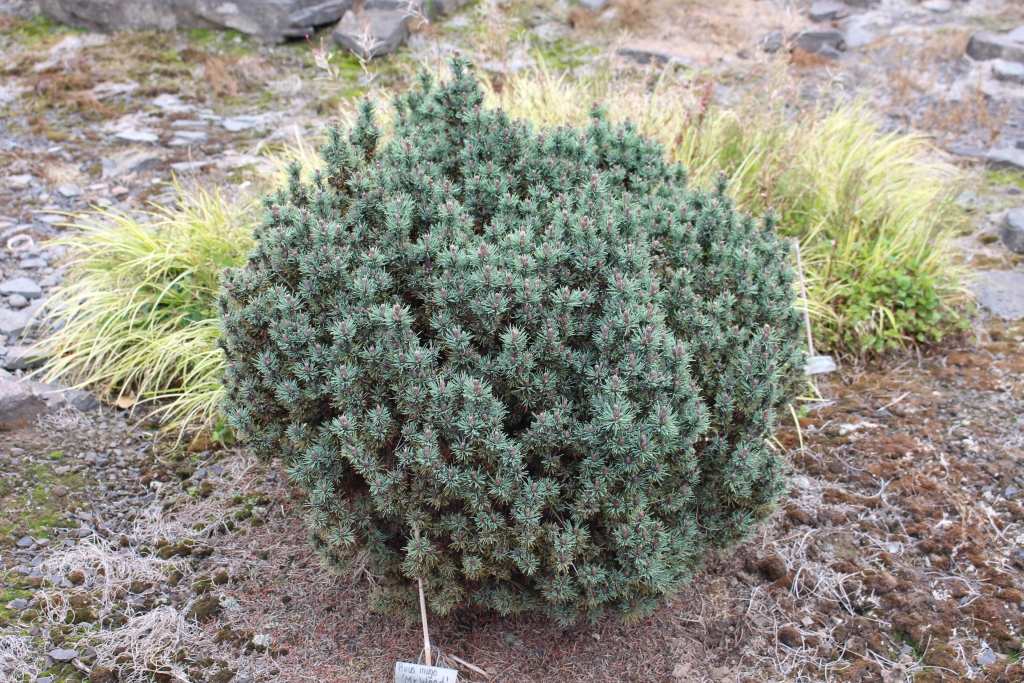 Pinus mugo 