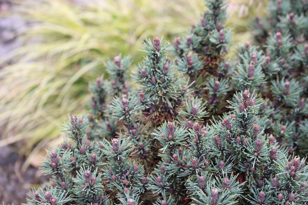 Pinus mugo 