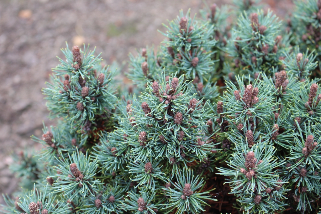 Pinus mugo 