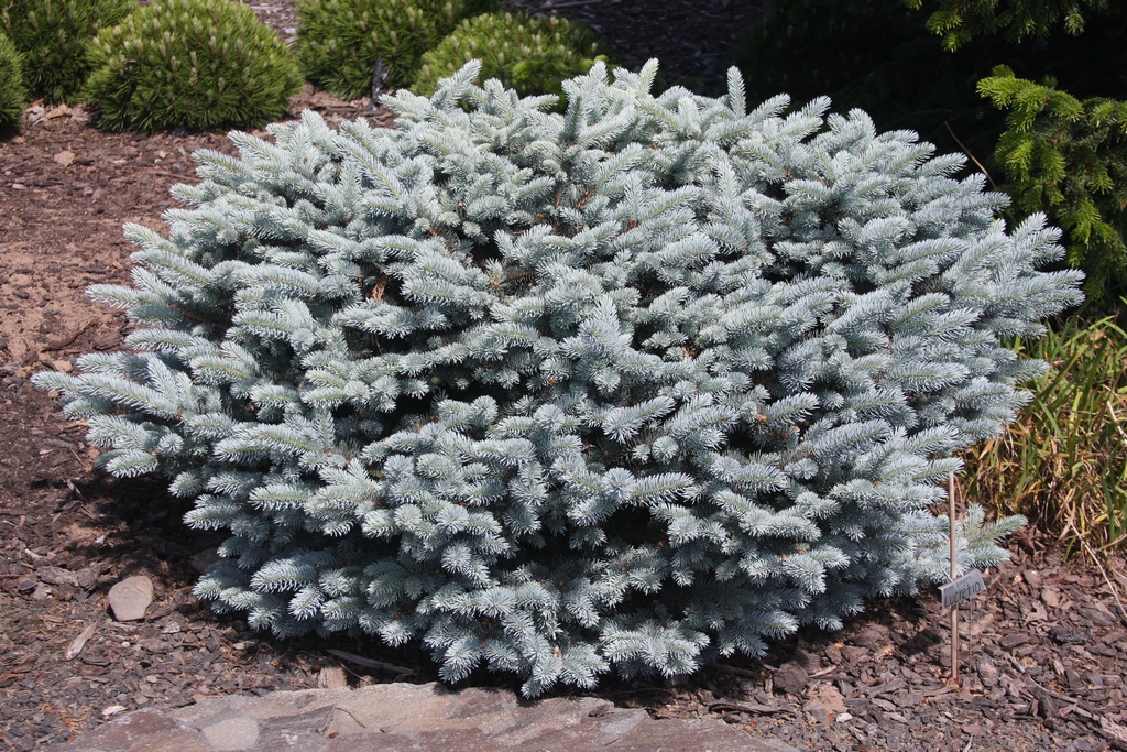 Picea pungens 