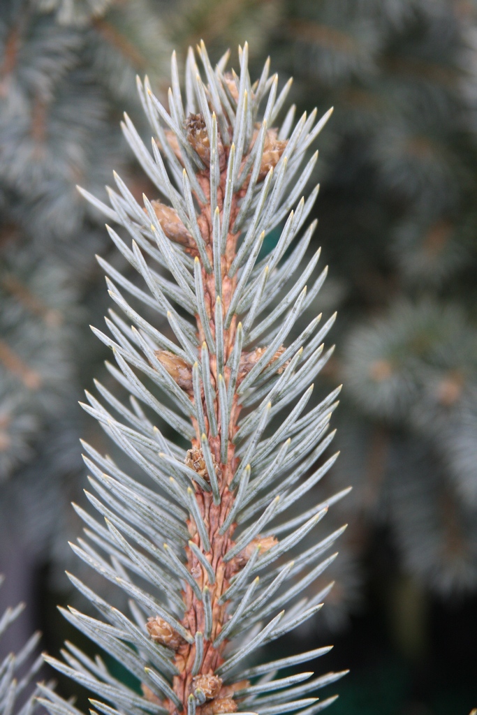 Picea pungens 
