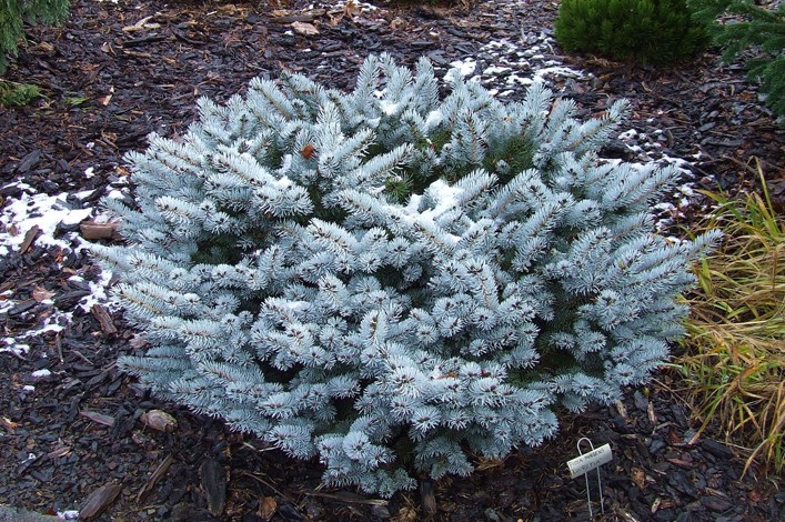 Picea pungens 