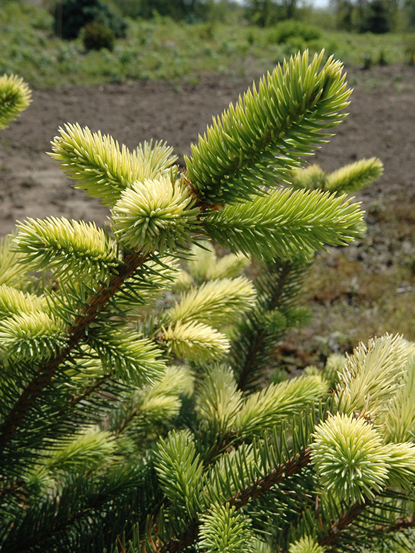 Picea pungens 