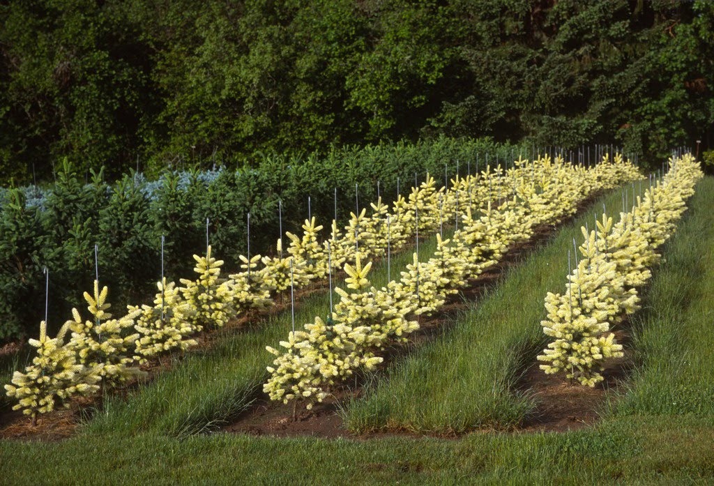 Picea pungens 