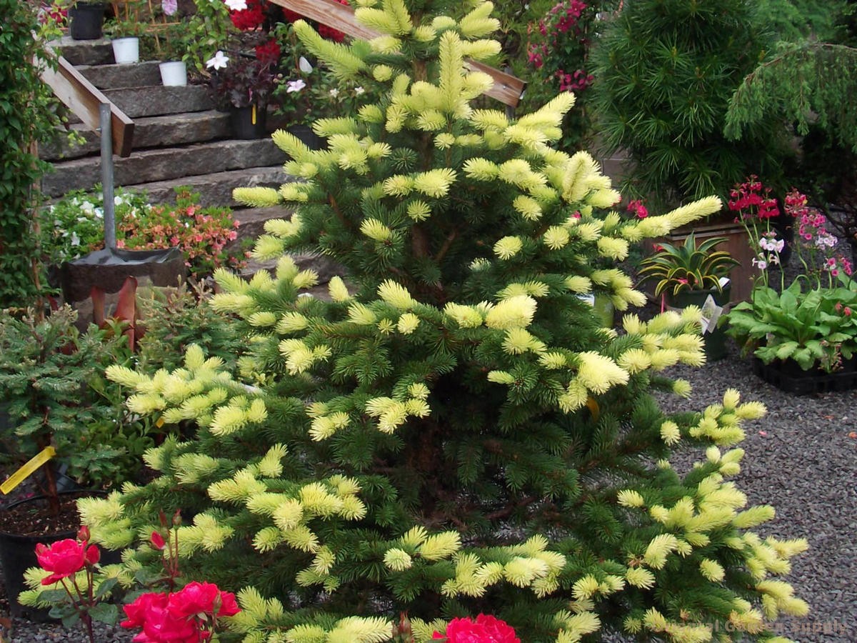 Picea pungens 