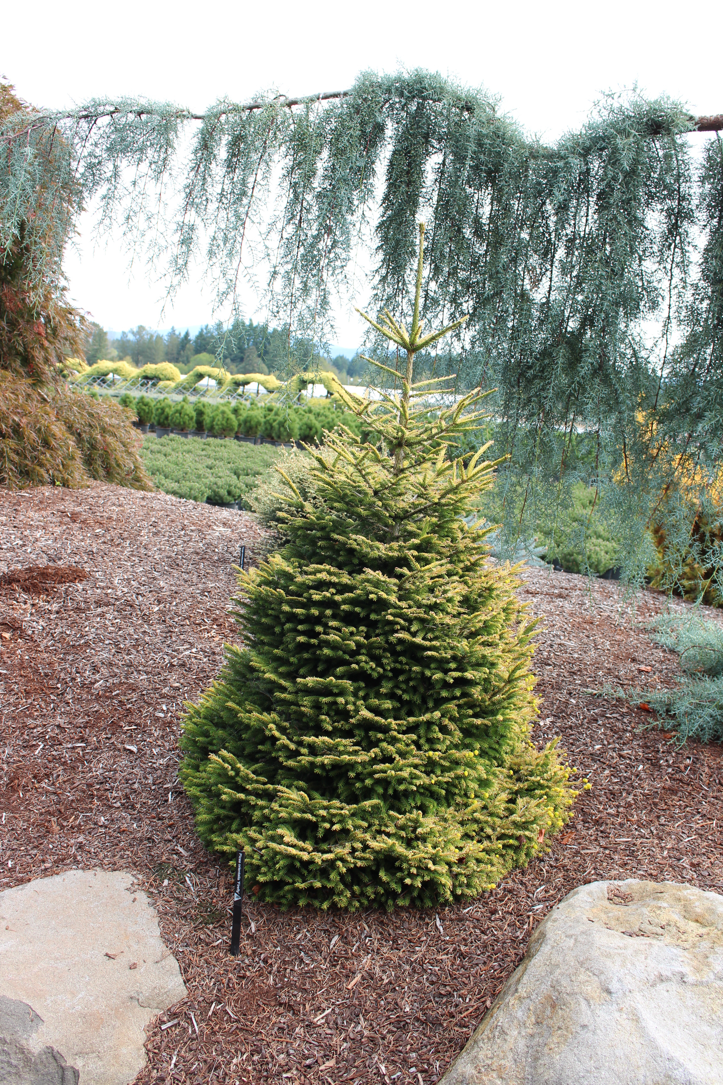 Picea orientalis 