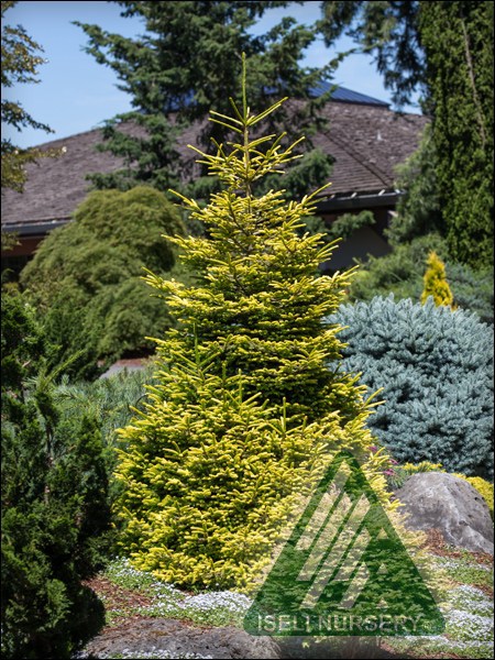 Picea orientalis 