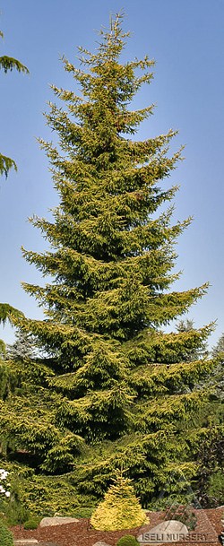 Picea orientalis 