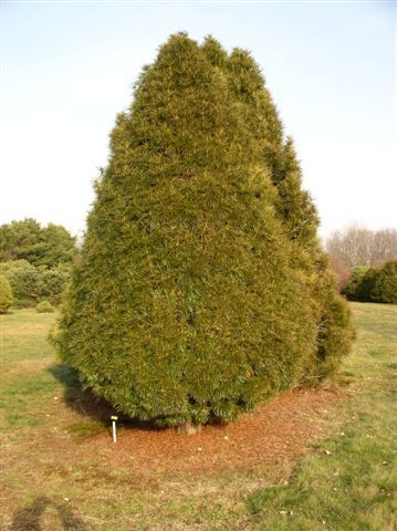Sciadopitys verticillata 