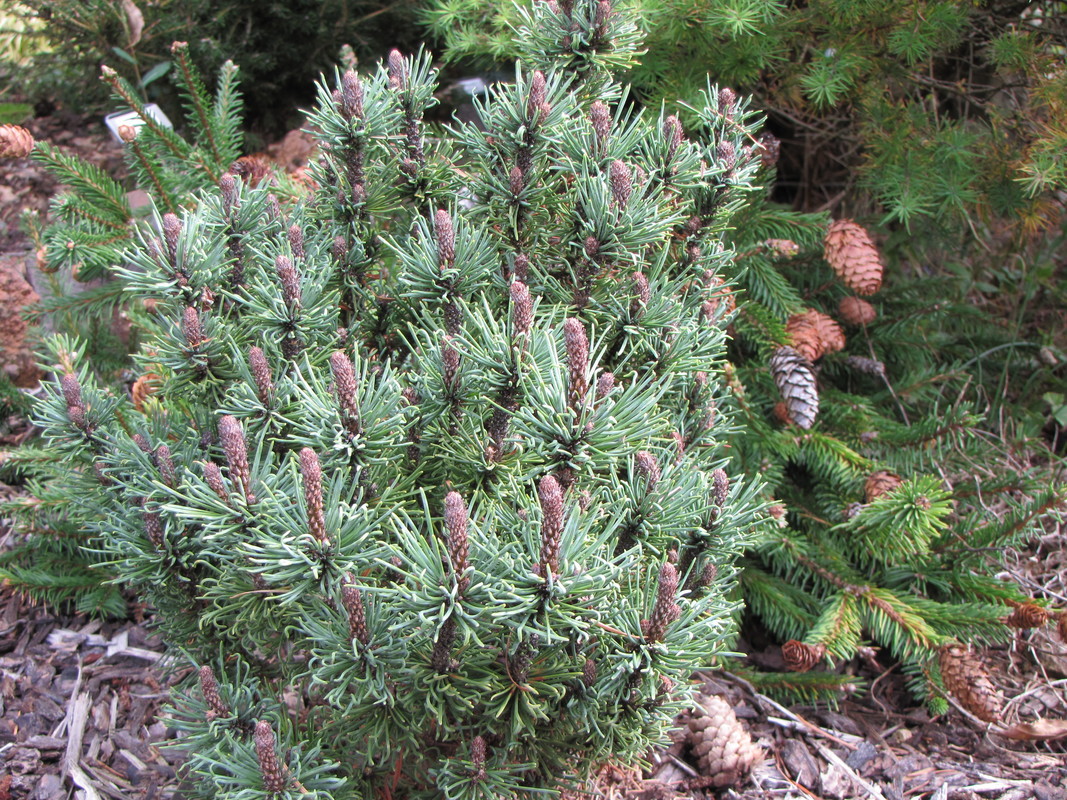 Pinus mugo 