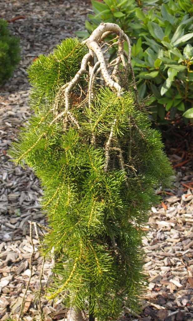 Abies concolor 