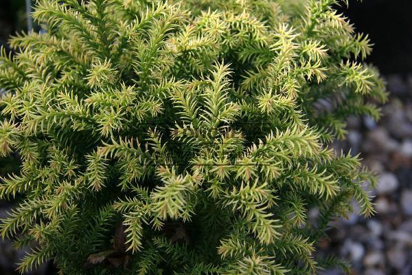 Cryptomeria japonica 