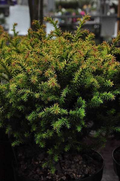 Cryptomeria japonica 