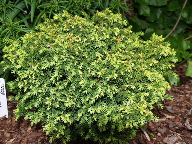 Cryptomeria japonica 