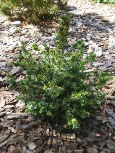 Picea x mariorka 
