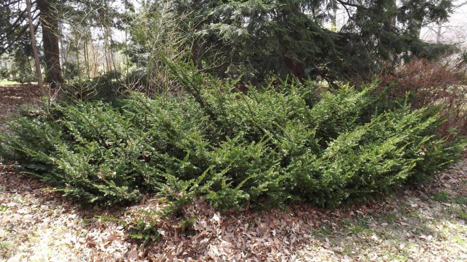 Taxus × hunnewelliana 