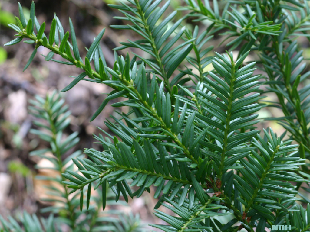 Taxus × hunnewelliana 