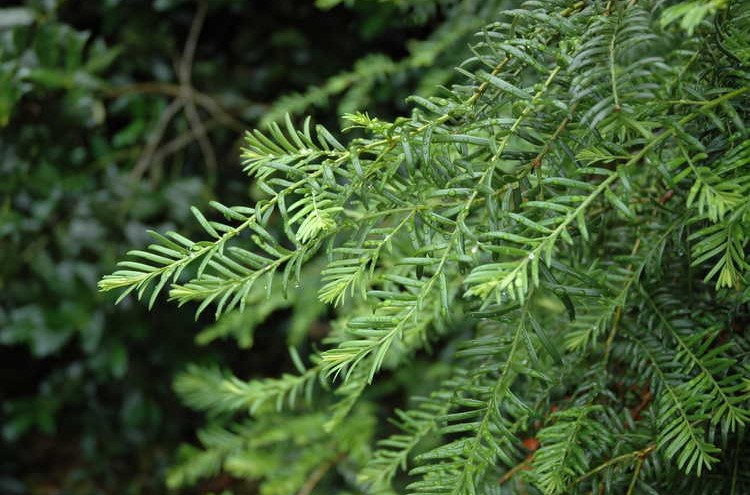 Taxus mairei