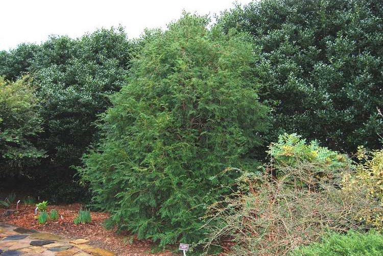 Taxus mairei