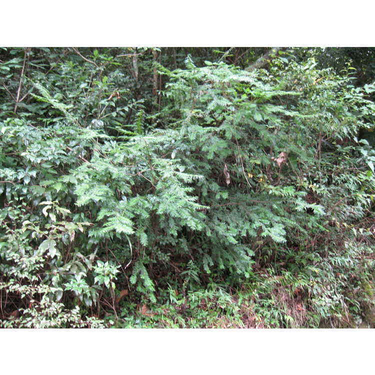 Cephalotaxus wilsoniana