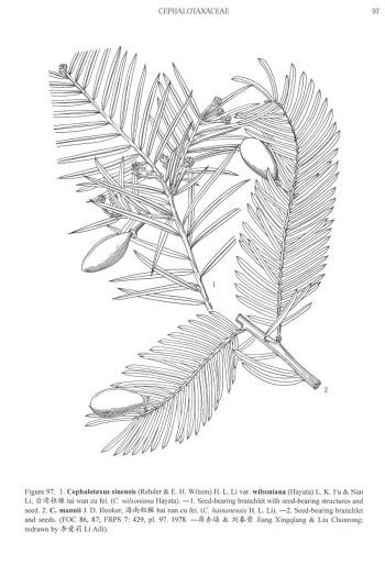 Cephalotaxus wilsoniana