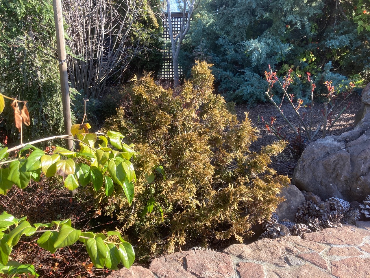 Thuja occidentalis 