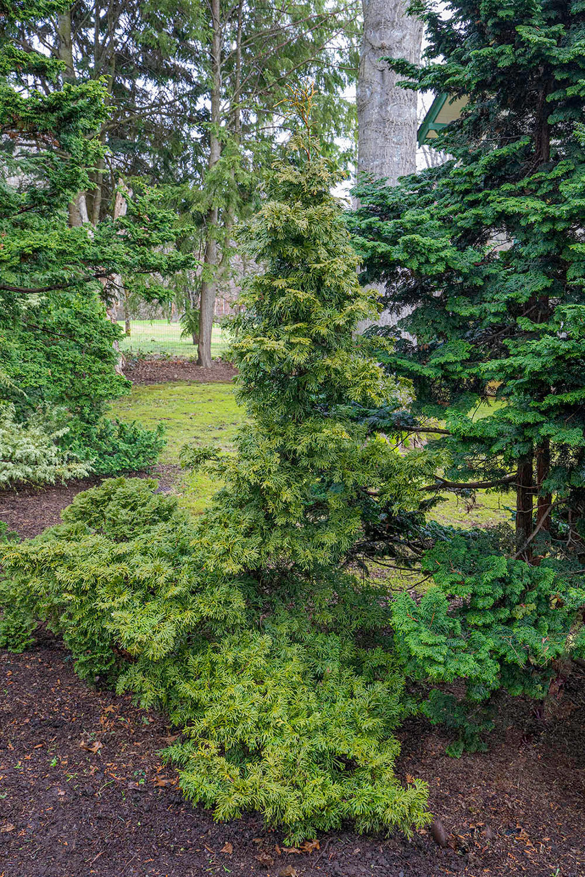 Thuja occidentalis 