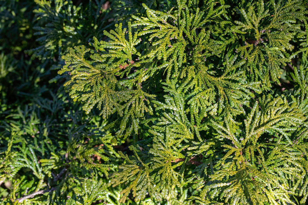 Thuja occidentalis 
