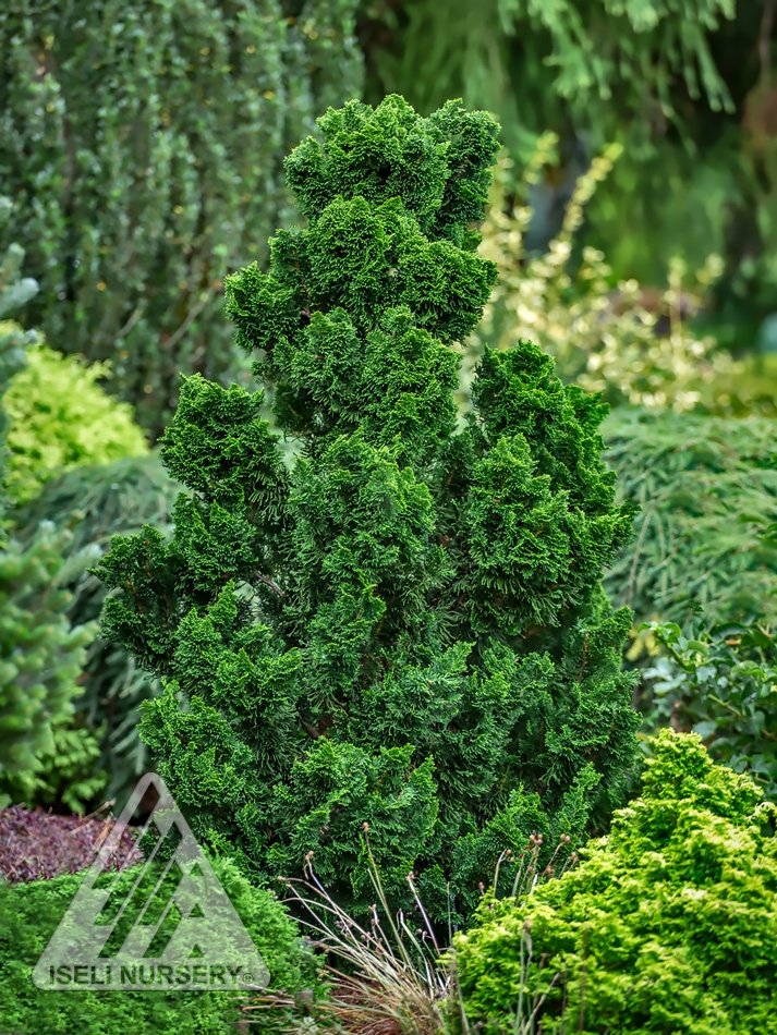 Chamaecyparis obtusa 