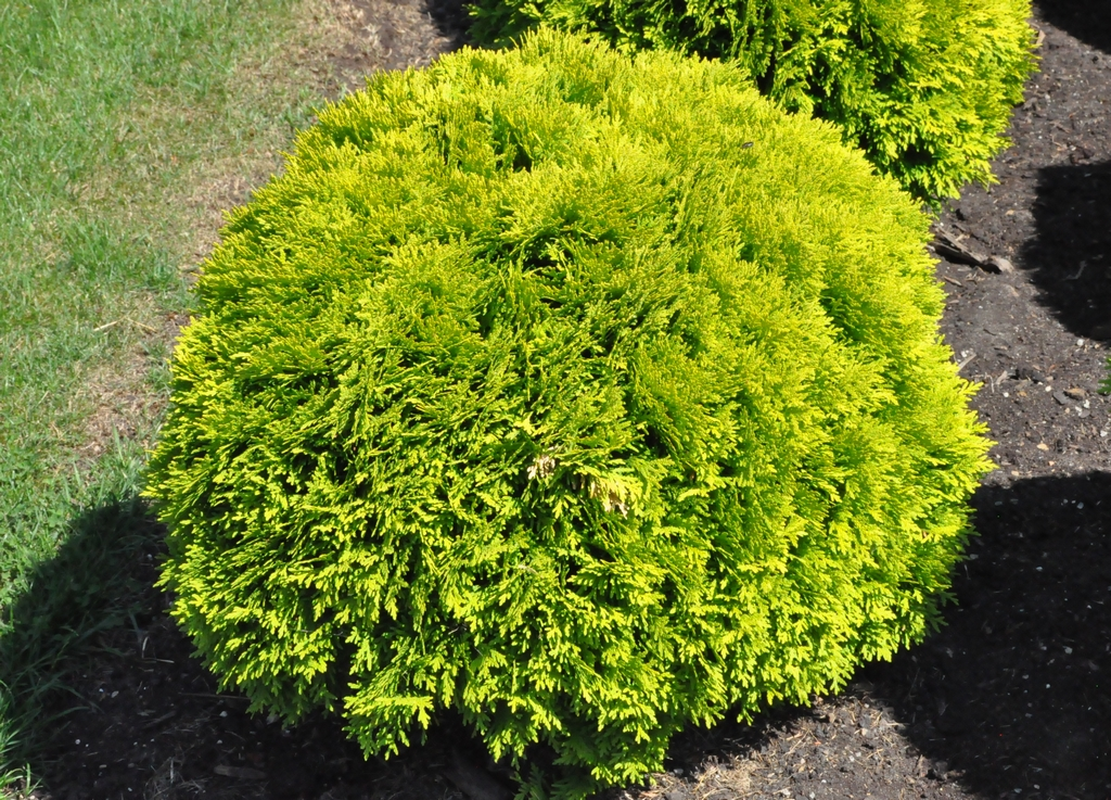 Thuja occidentalis 