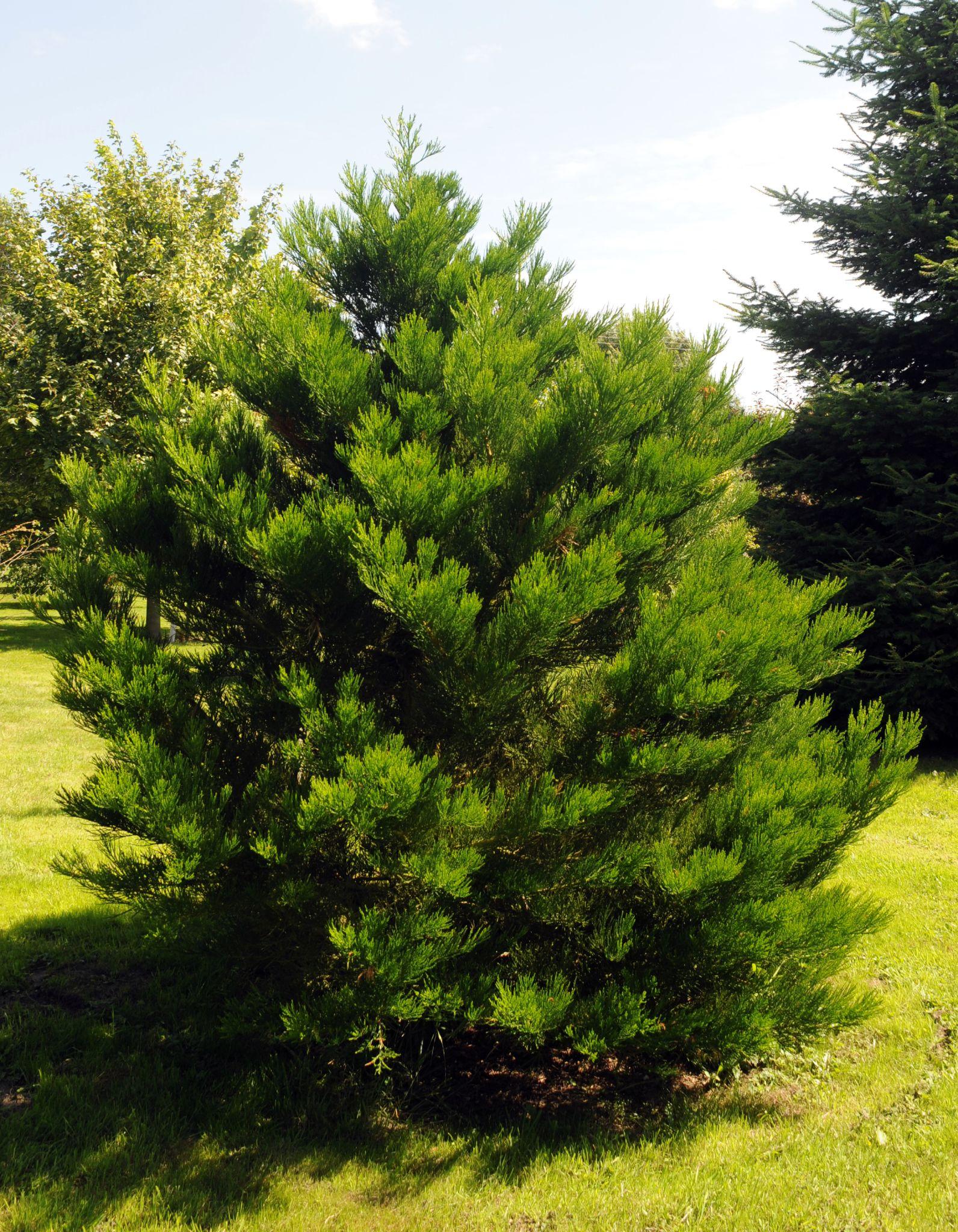 Sequoiadendron giganteum 