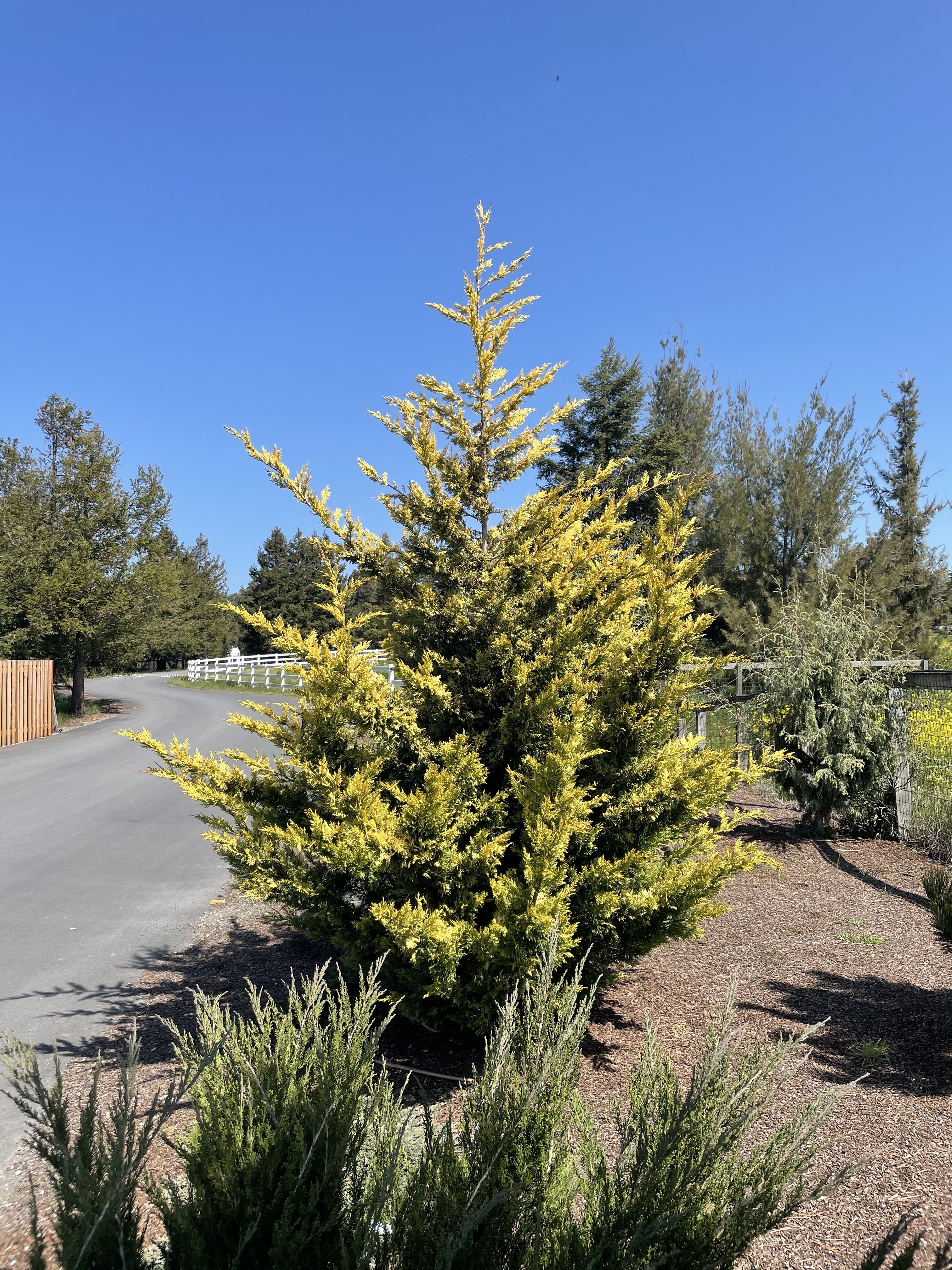 Cupressus × leylandii 