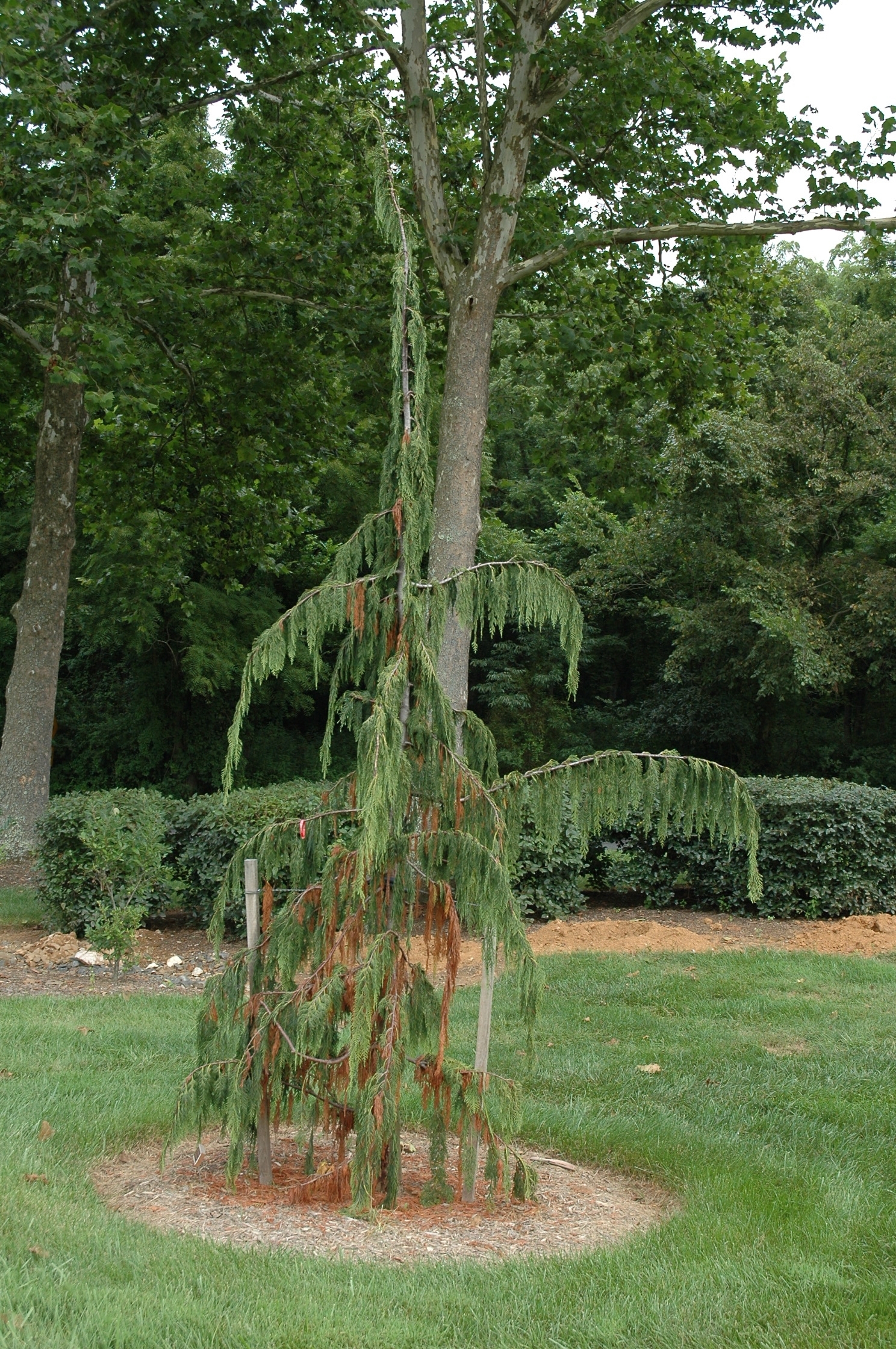 Cupressus nootkatensis 